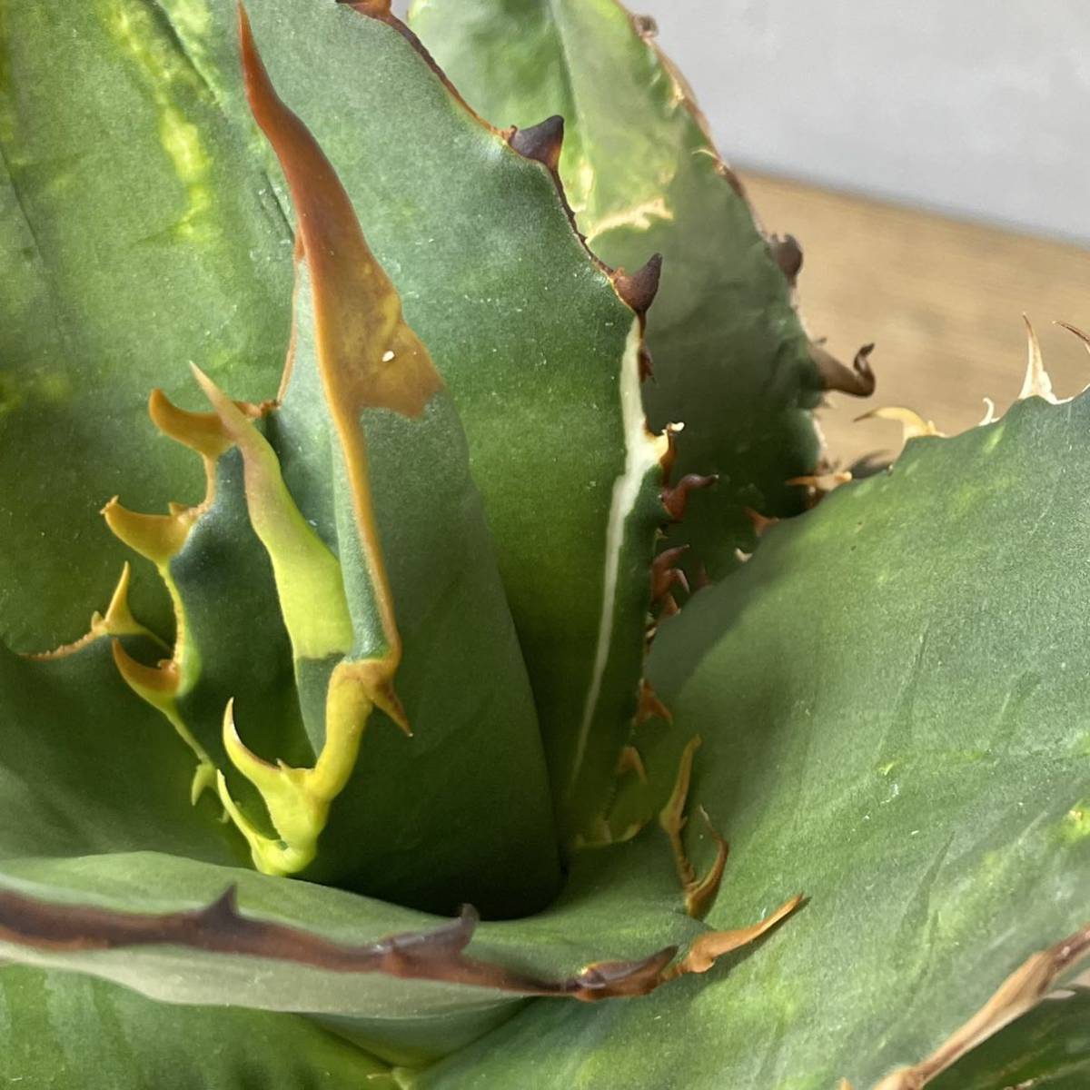 子株 agave アガベ チタノタ 'GODZILLA ' Agave titanota ' GODZILLA