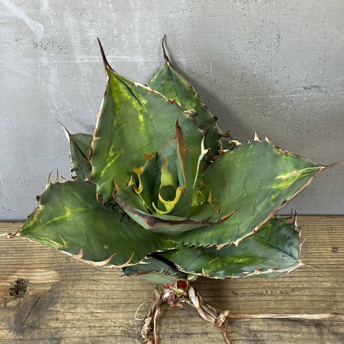 子株 agave アガベ チタノタ 'GODZILLA ' Agave titanota ' GODZILLA