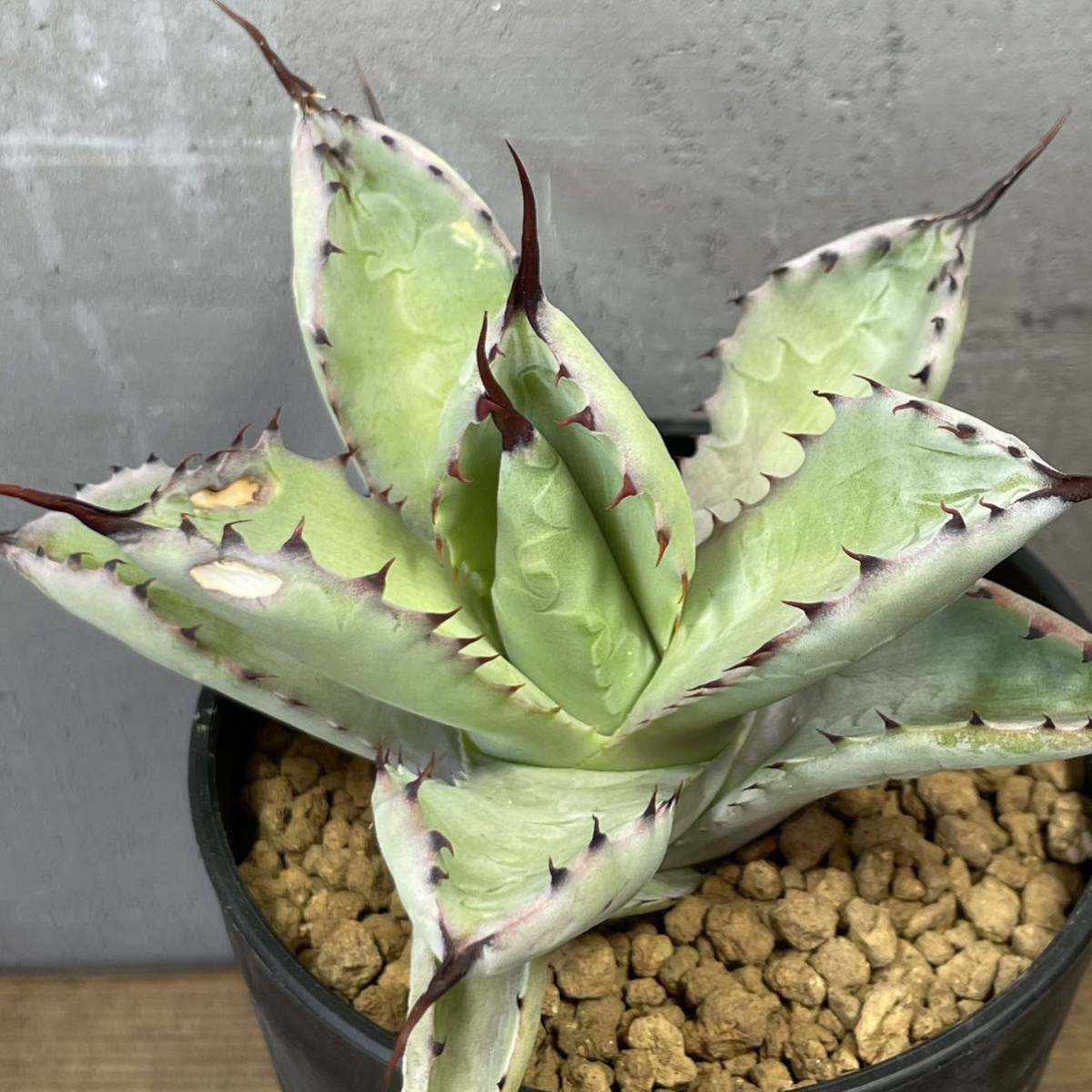 アガベ 八荒雷神Agave macroacnatha×potatorum30 アガベ 八荒雷神
