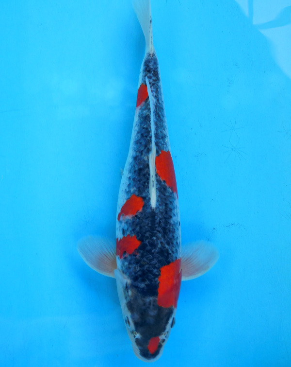 春のセール！■■■岡本錦鯉 5-31 新潟県産五色　48cｍ3才メス