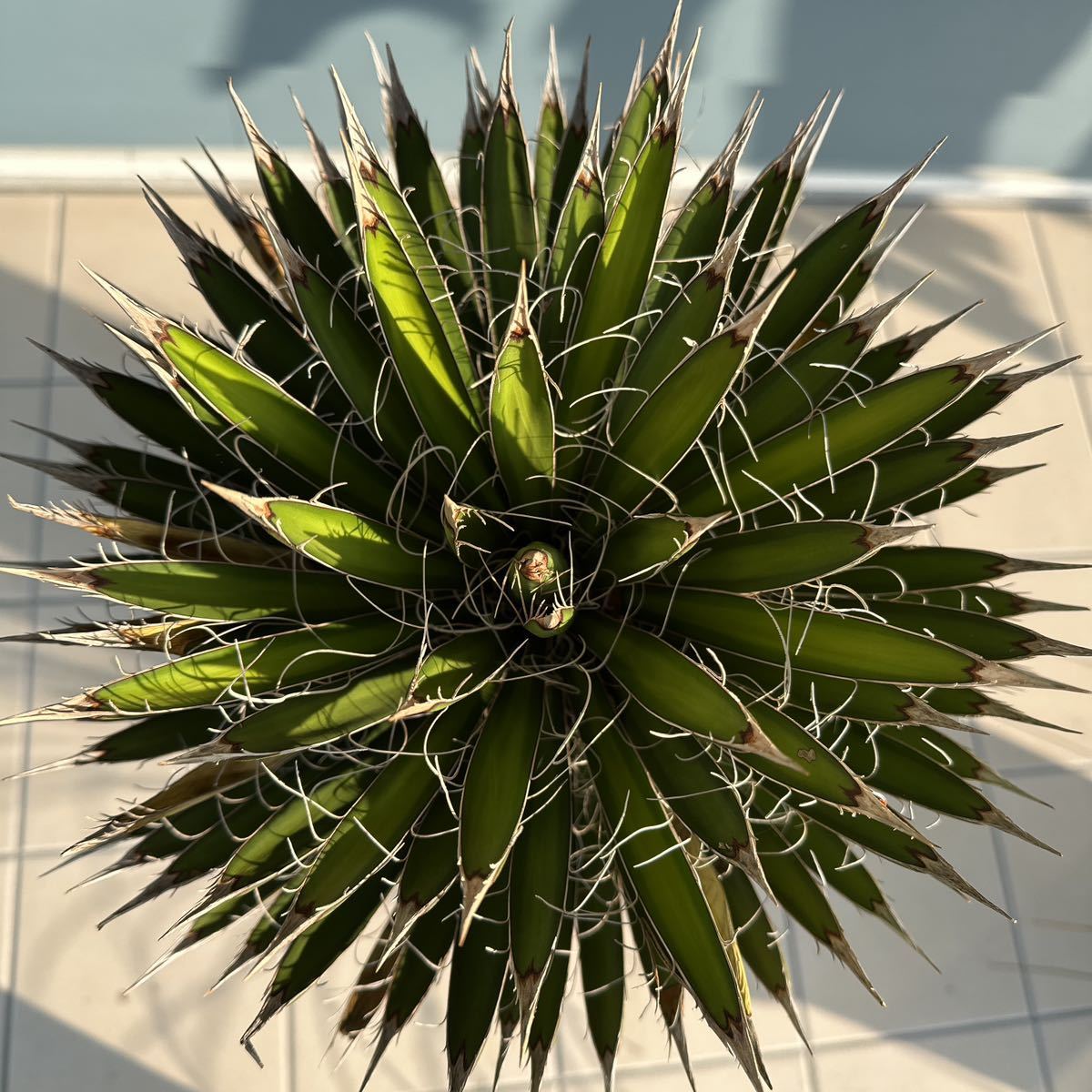 定番，人気 ユッカフィリフェラ（Yucca Filifera ）曲がり