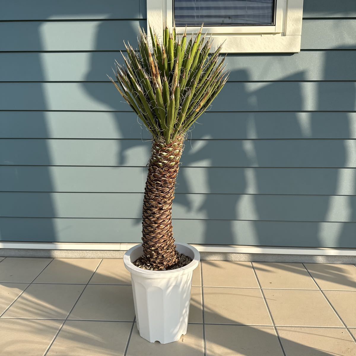 定番，人気 ユッカフィリフェラ（Yucca Filifera ）曲がり