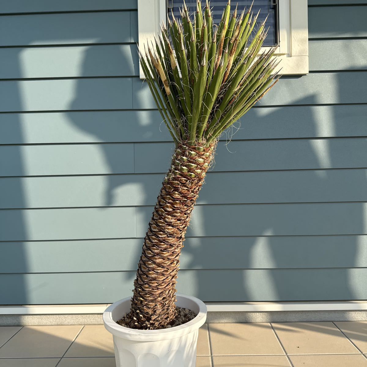 定番，人気 ユッカフィリフェラ（Yucca Filifera ）曲がり