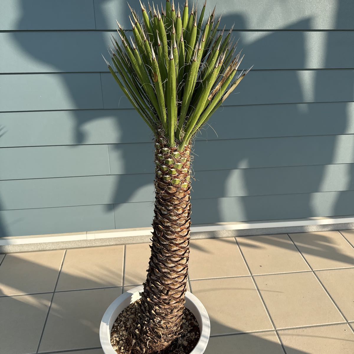 定番，人気 ユッカフィリフェラ（Yucca Filifera ）曲がり