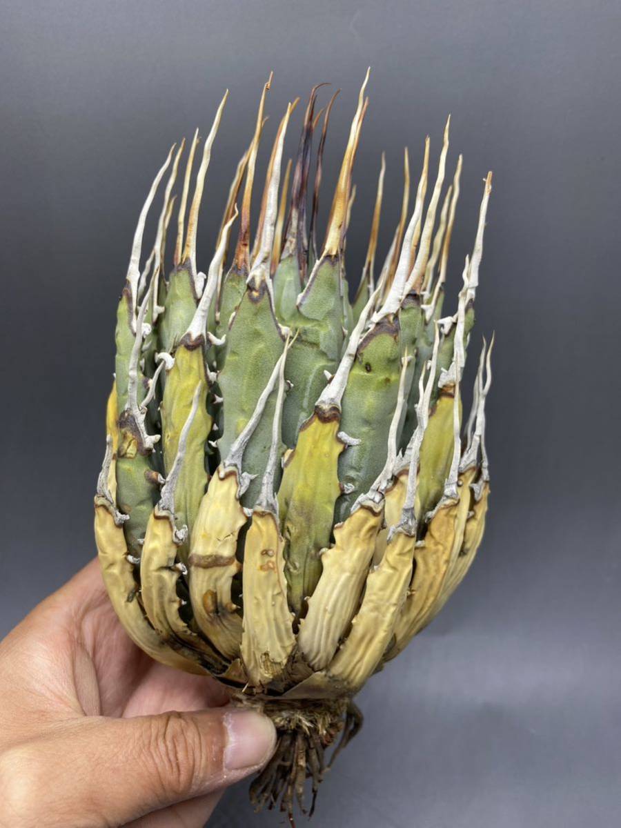 S503-44陽炎蕾形厚肉粗曲棘アガベ ユタエンシス /Agave utahensis 