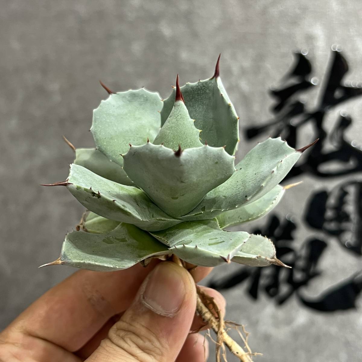 R016-59 特選 【数量限定】アガベ 多肉植物 ダルマ笹の雪 濃白株 極上