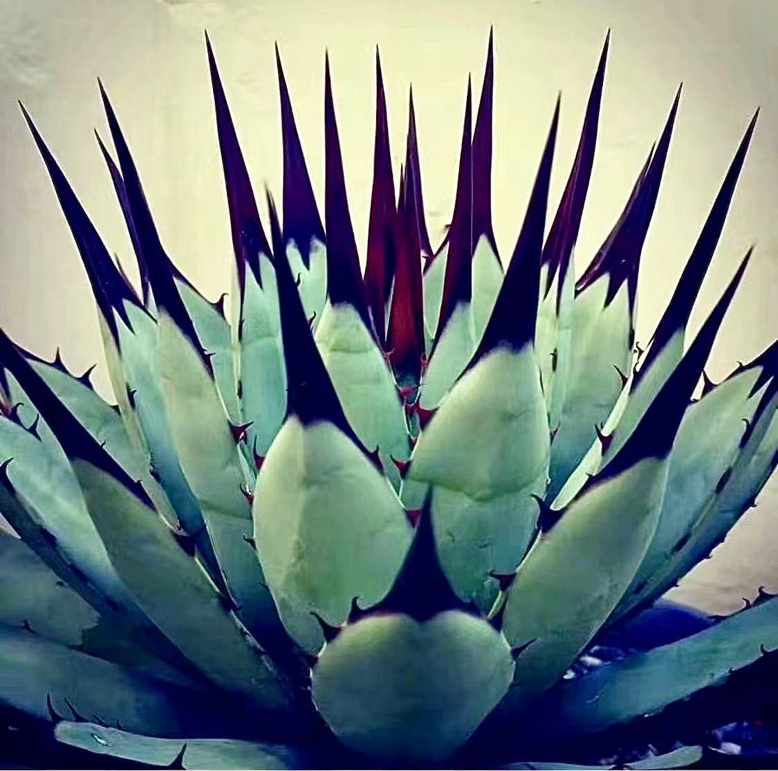 KC2激レア高級品種 多肉植物 アガベ 黒い森 極上強棘 狂刺 極美極上大株 