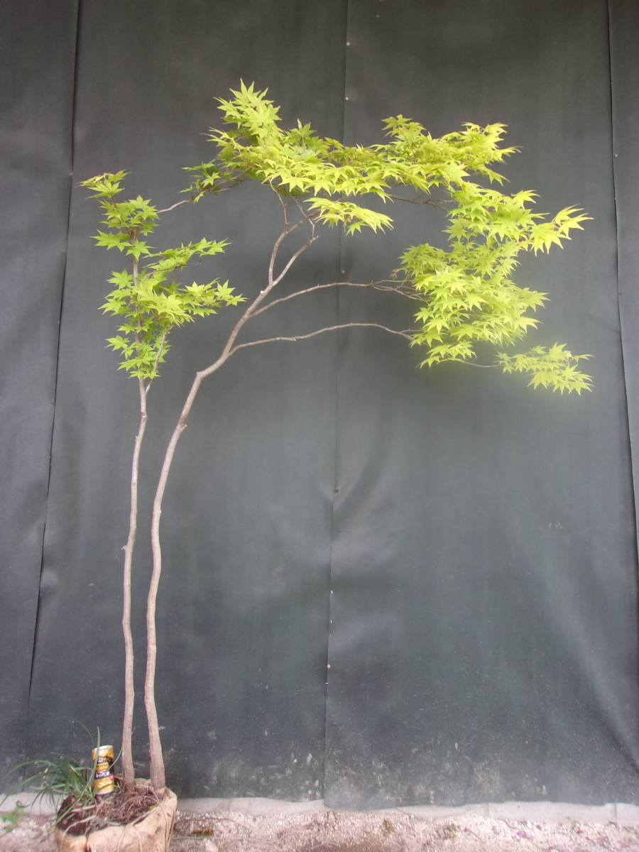 ◇◇ヤマモミジ 山取 ◇◇555 山取 ヤマモミジ × 9B21713 055 苗