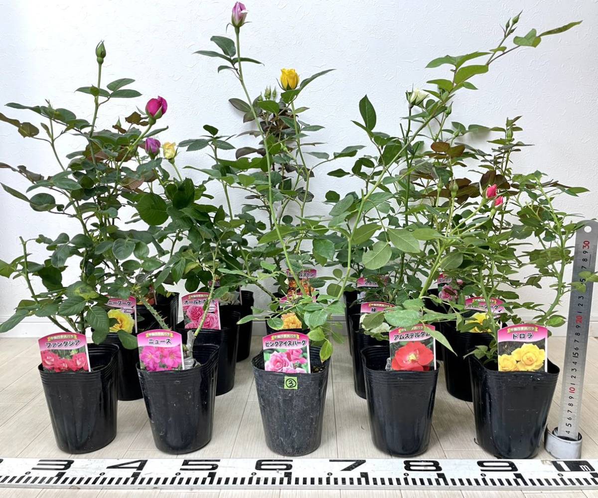バラ苗 オールドローズ MIX 15株 4号 接木 バラ苗 オールドローズ MIX 15