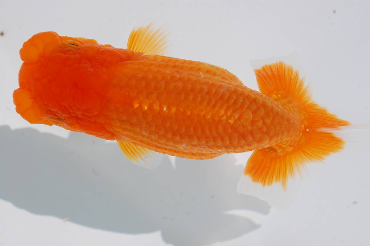 ☆らんちゅうだいく☆（会）二歳・雌・約12㎝・素赤