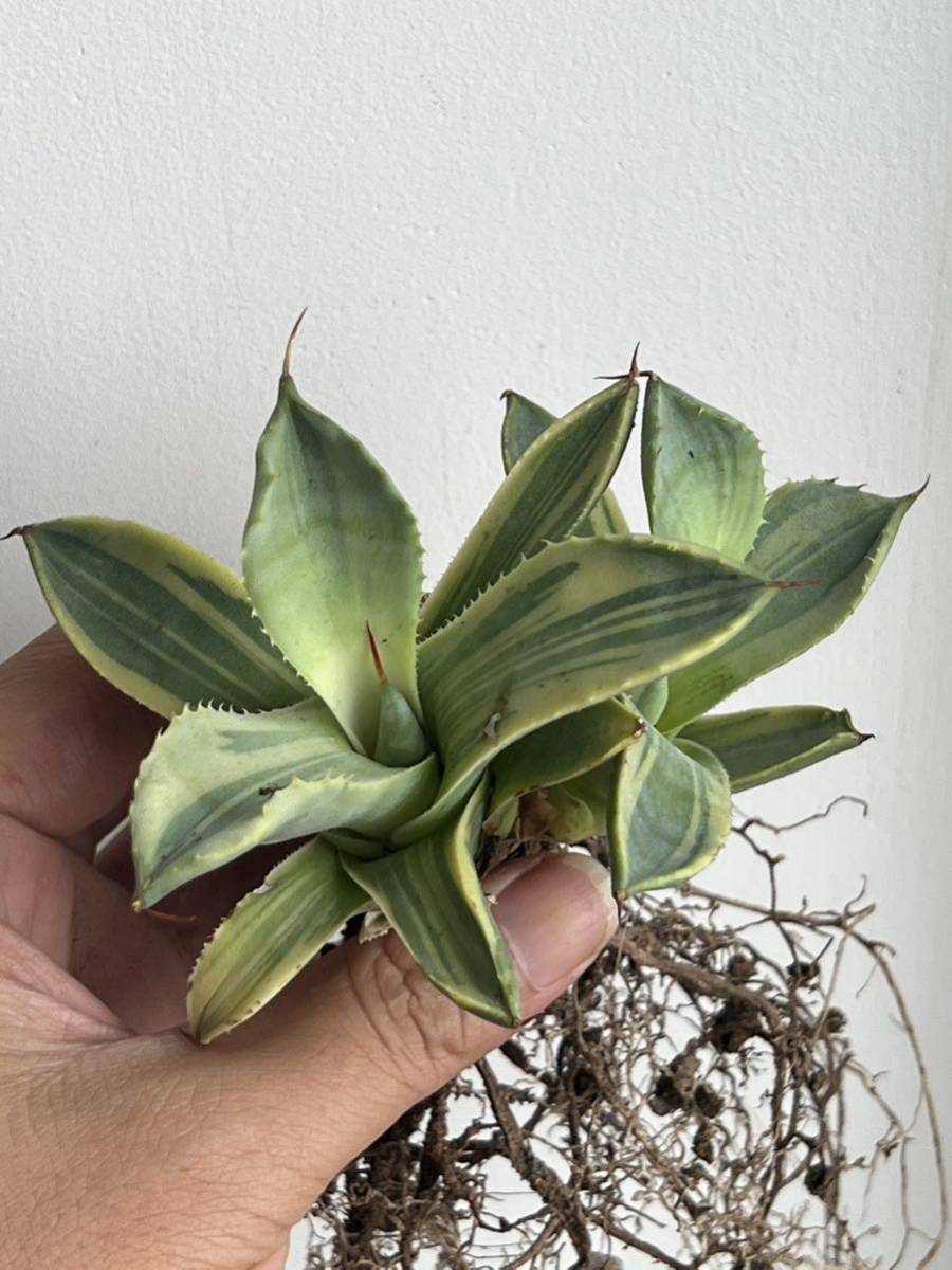 多肉植物 アガベ パリー トランカータ ライムストリーク 極上株群生株