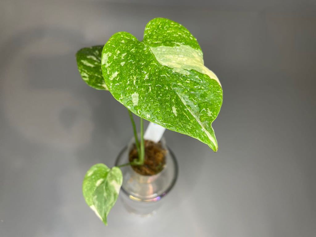 1円からスタート！「141」ミニサイズ　モンステラ デリシオーサ タイコンステレーション 斑入り Monstera Thai Constellation Variegata 花、園芸 観葉植物
