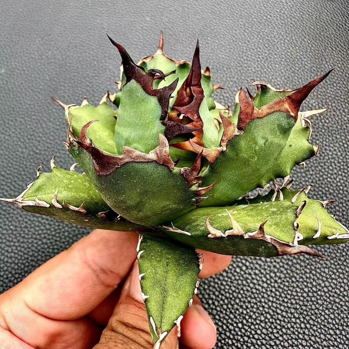 WW16多肉植物アガベ チタノタ 姫厳竜爪 短い葉 肉厚 優秀選抜株 極上大株