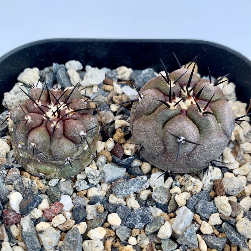 RR_ボスウェリア ソコトラナ Lサイズ 良い香り 落葉します/Boswellia
