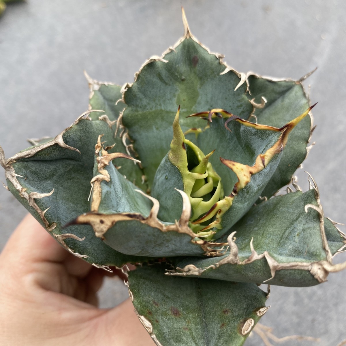 D29 厳選アガベチタノタ牡丹葉 白鯨 強棘 極上美株 発根済み