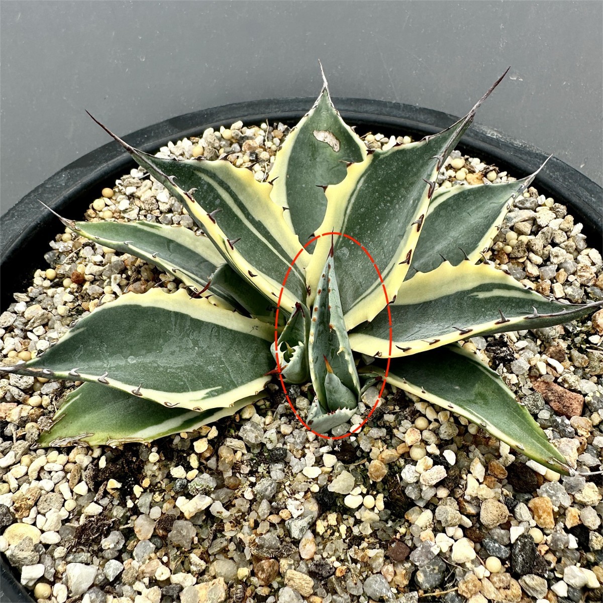 L50 激レア高級品種 アガベ　パラサナ　インプレッショニスト 頼光錦 極上錦 覆輪錦 極美極上子株