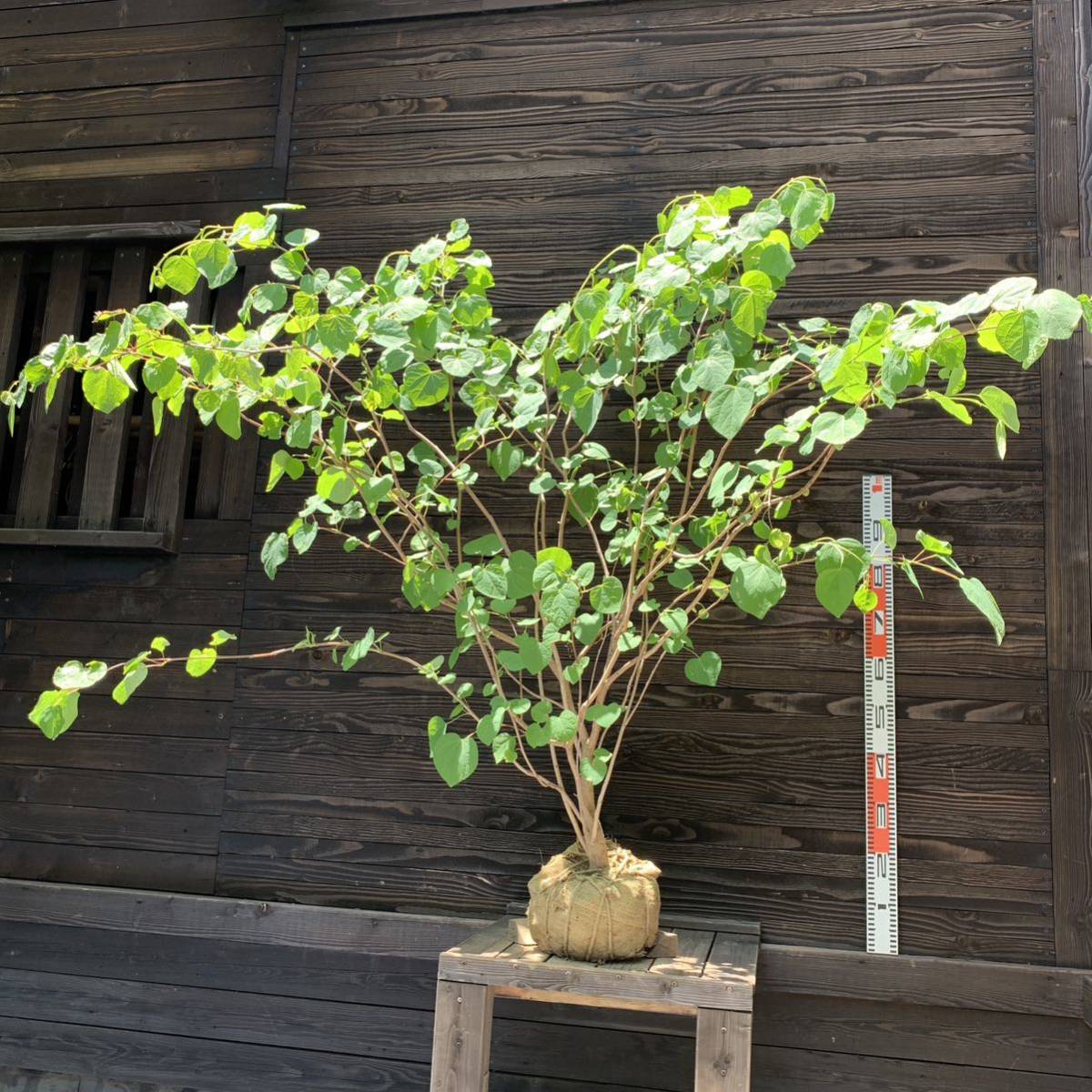 マルバノキ/大株【現品発送】管理24435