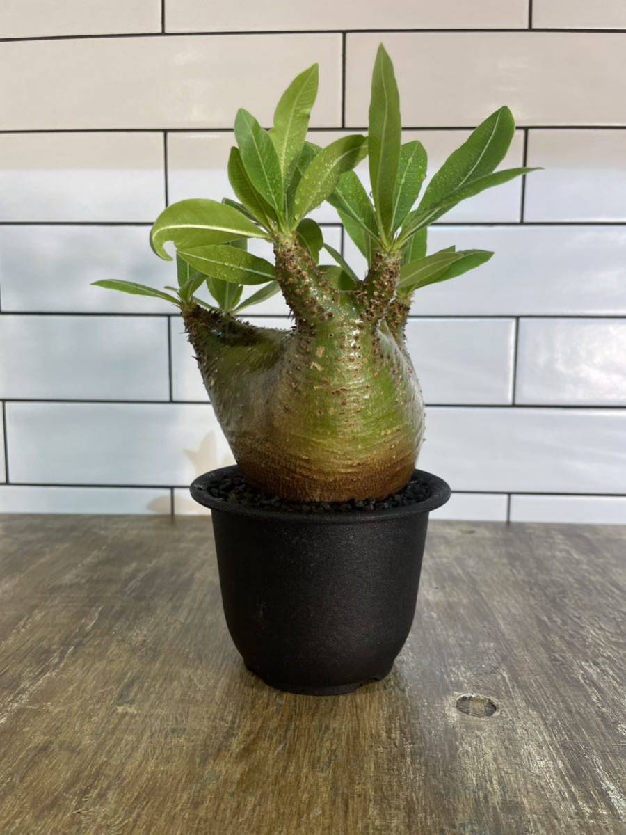 緑肌)マカイエンセ現地株、発根済み （パキポディウム・グラキリス  