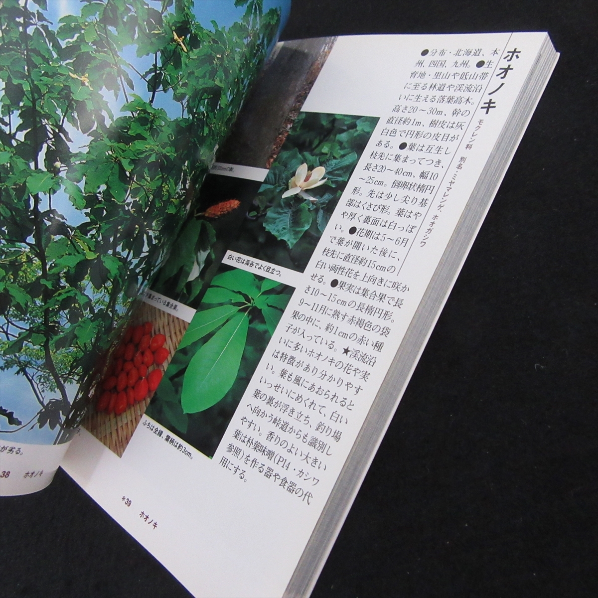 釣り人のための渓流の樹木図鑑 Amazon.co.jp: 本 釣り人のための渓流の樹木図鑑 □送120円 菅原 光二