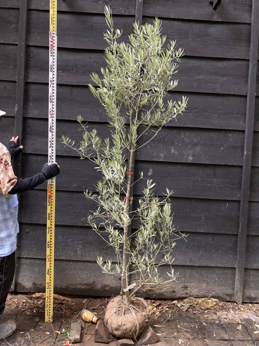 オリーブの木　ピクアル　7号　約100cm　NO.1027　人気品種　現品掲載 観葉植物 オリーブの木 ピクアル 7号 約100cm NO.1027 人気品種 現品掲載