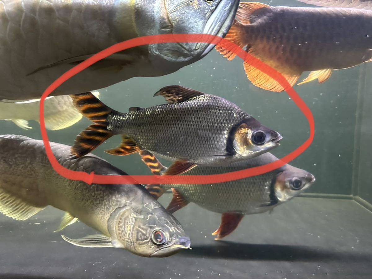 発送不可】 即戦力 カラープロキロダス 約25cm± (検 アロワナ ダトニオ 