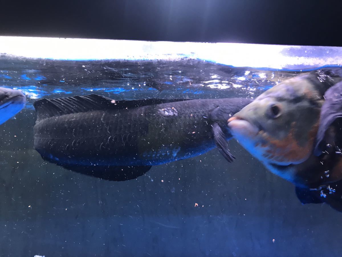 漆黒の バリト産 チャンナマルリオイデス 40センチ前後 スネークヘッド 