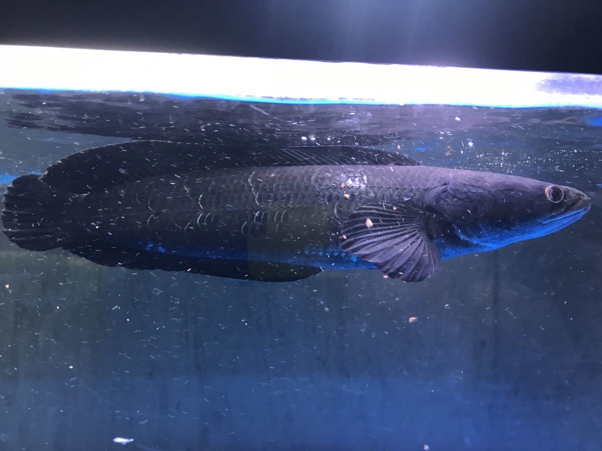 漆黒の バリト産 チャンナマルリオイデス 40センチ前後 スネークヘッド 