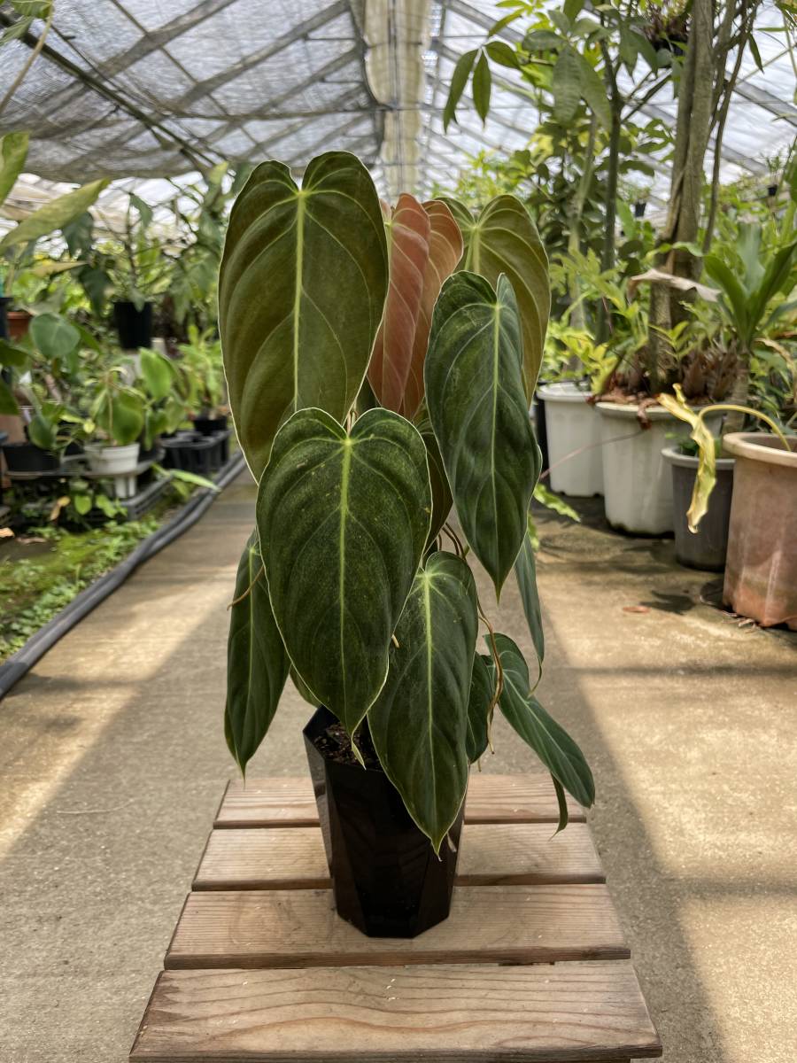 フィロデンドロン・メラノクリサム ☆ Philodendron Melanocrysum(観葉