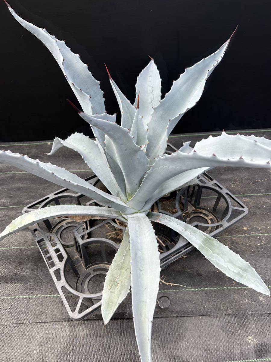 観葉植物 ホワイトアガベ フランゾシニー 大株