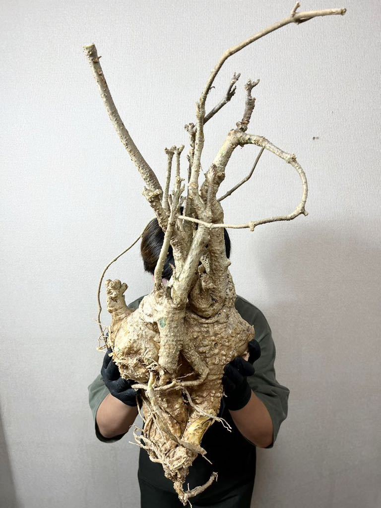激レア特美株 まぁるい塊根 おヘソ 現地球 発根済 フォッケア