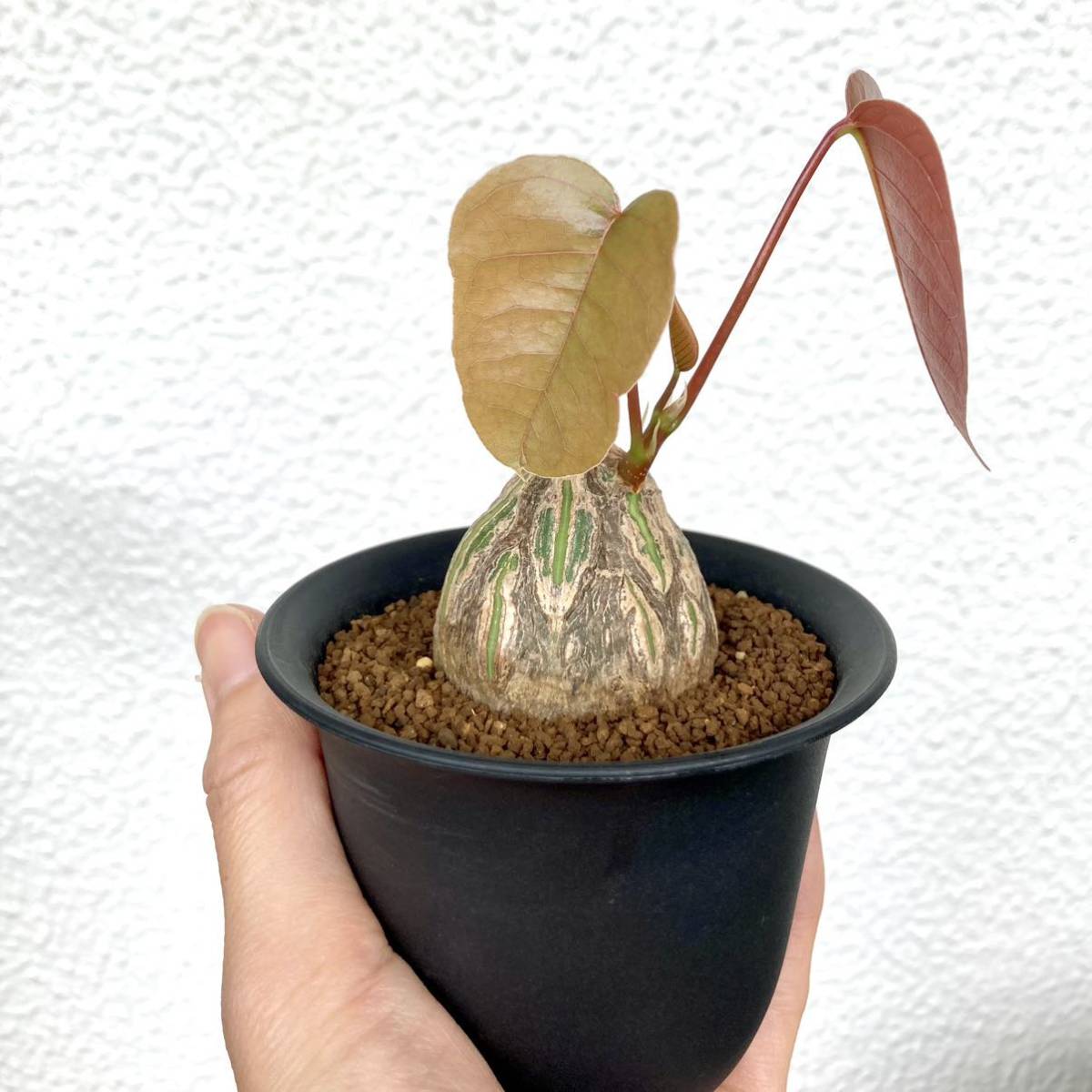 丸株良型＞プセウドボンバックス エリプティクム Pseudobombax 