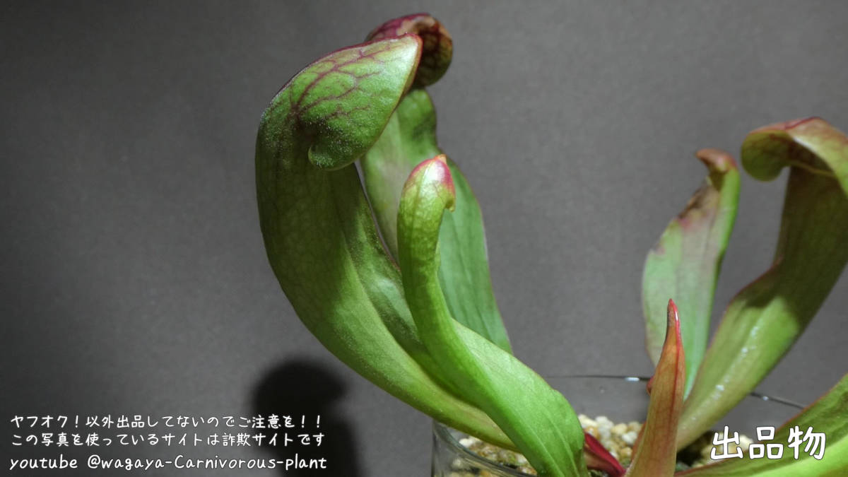 S.Tatsunami（立浪）日の出花壇 親株サイズ サラセニア 食虫植物
