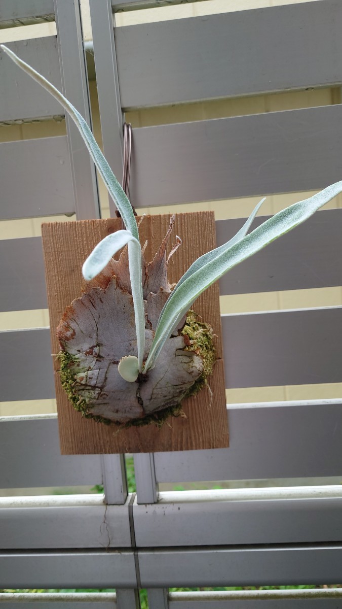 ビカクシダ ベイチ アーバンリバー 子株 Platicerium Veitchii Auburn River コウモリラン 1
