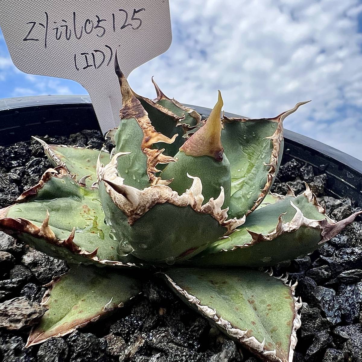 強棘】特選 皇冠 crown アガベ 強棘】特選 皇冠 crown アガベ 棘仁王冠