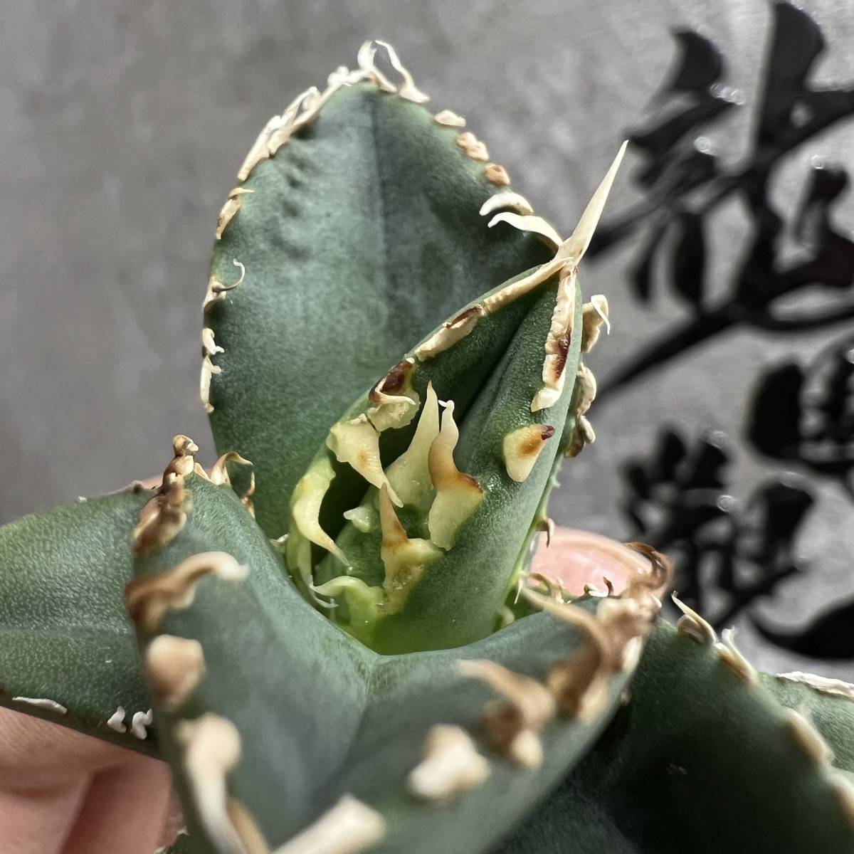 特選株 アガベ チタノタ 阿修羅 agave titanota ashura 特選株 アガベ チタノタ 阿修羅 agave titanota ashura