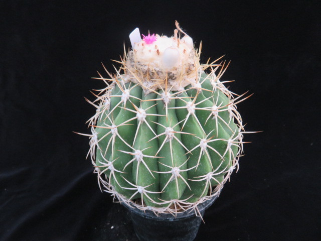 ４５．メロ　白麗雲　サボテン　多肉植物