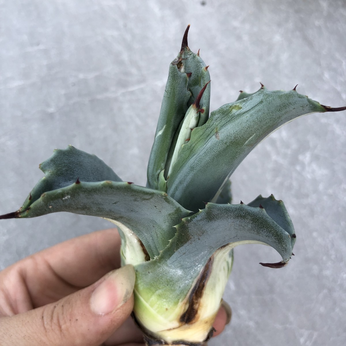 B44 多肉植物 アガベ アメリカーナ 華厳 白中斑 (アガベ)｜売買された