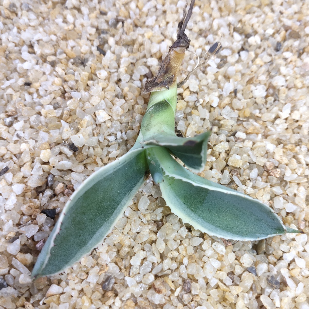 アガベ サルミアナ フェロックス リップルエフェクト Agave 'Ripple