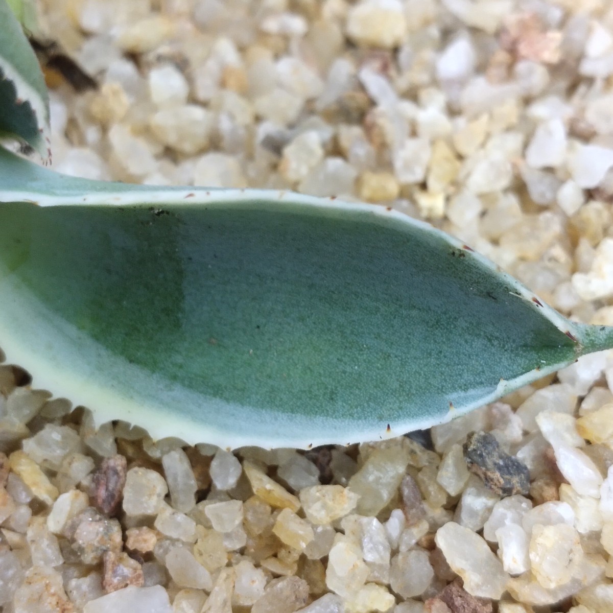 A196 アガベ チタノタ agave サルミアナ リップルエフェクト復輪錦