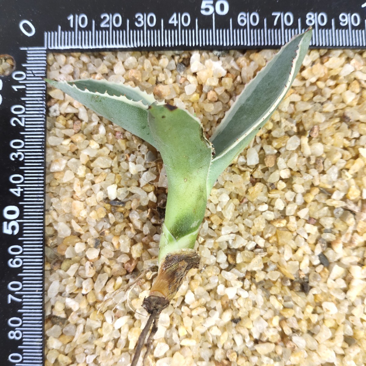 A196 アガベ チタノタ agave サルミアナ リップルエフェクト復輪錦