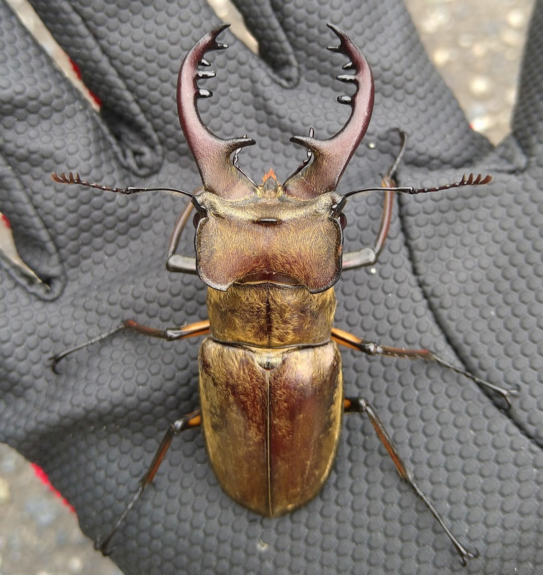 天然採集】栃木県産ミヤマクワガタ オス2匹 67.7mmと66.2mm (国産
