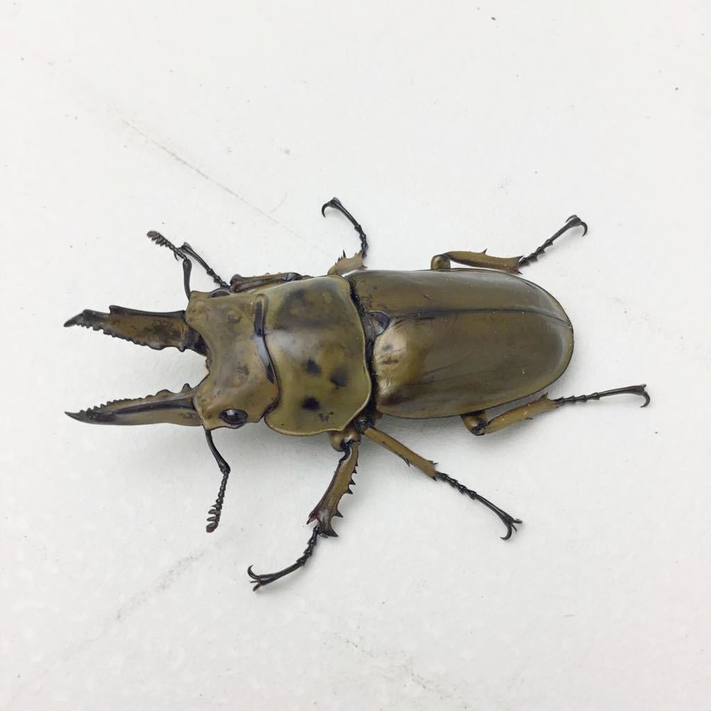 ババオウゴンオニクワガタ ♂2 ♀1 トリオ