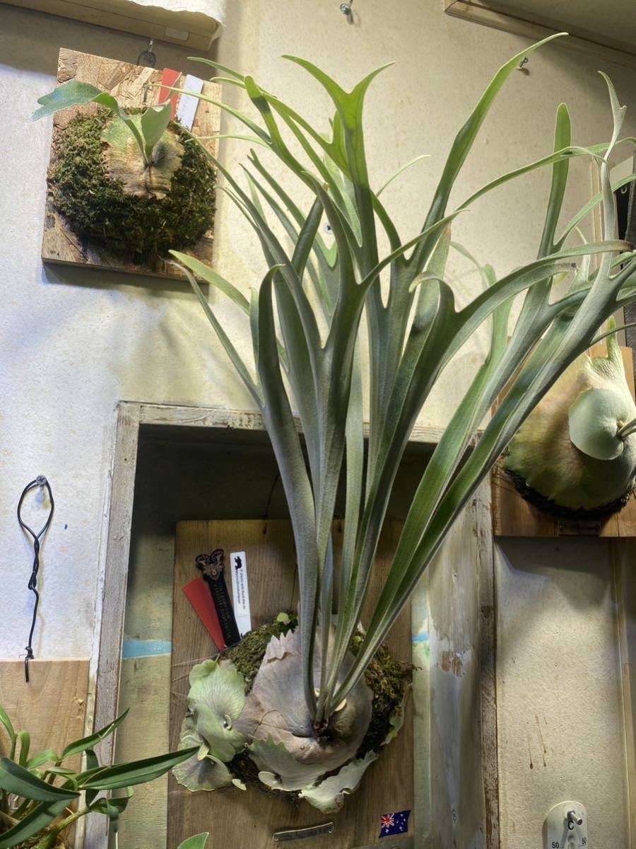 P. veitchii wild Australia ビカクシダ ビカクシダ veitchii wild