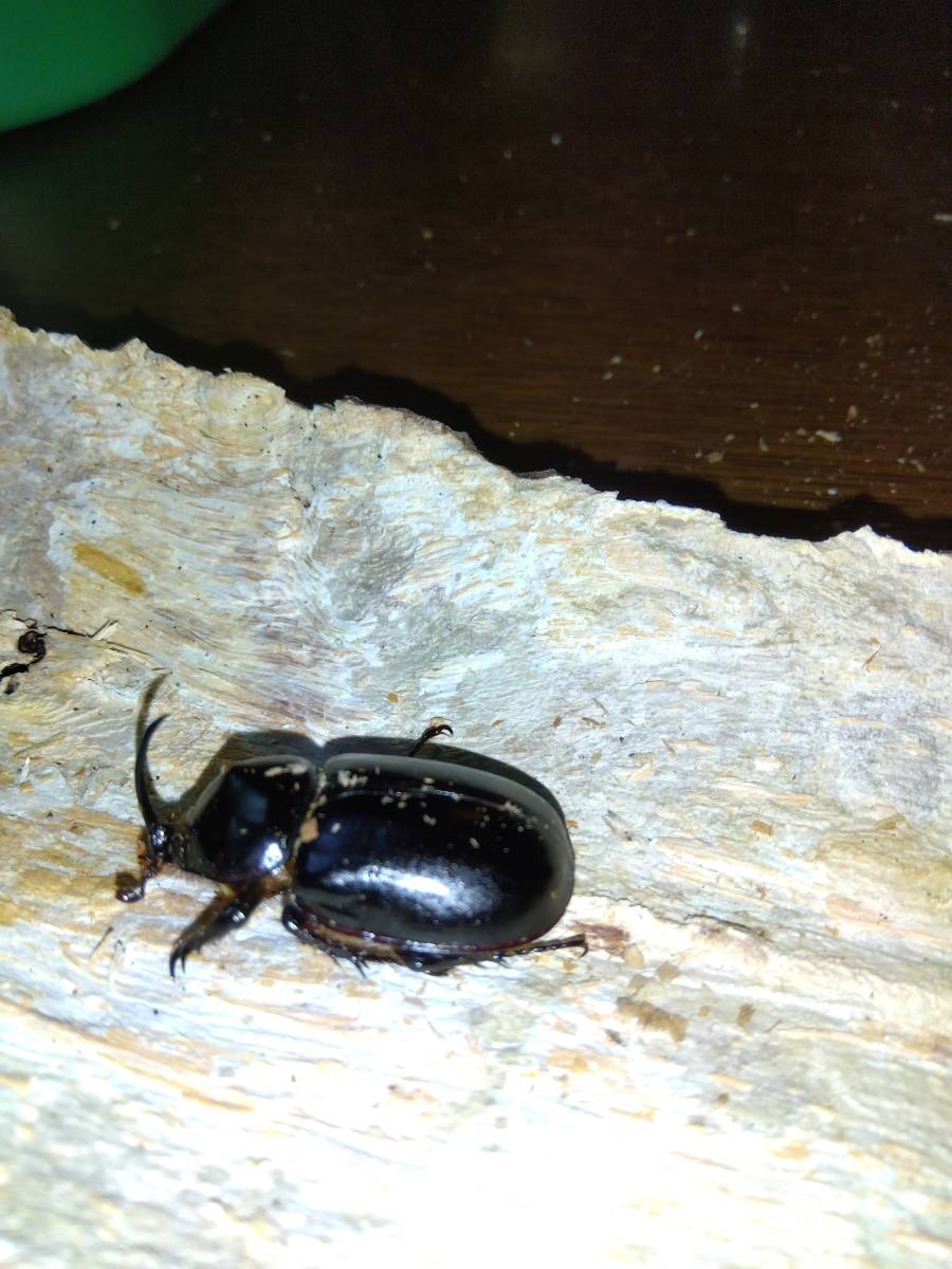 ゴロファ　テルサンデール　ペア３　【土曜・日曜発送限定】