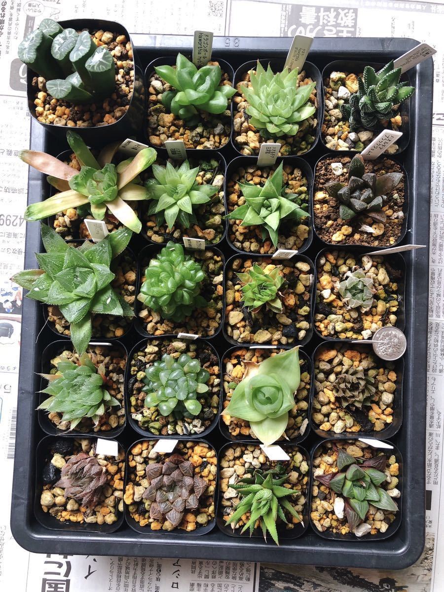 ハオルチアセット 24株 （送料1/4】多肉植物｜豊明卸問屋ドット