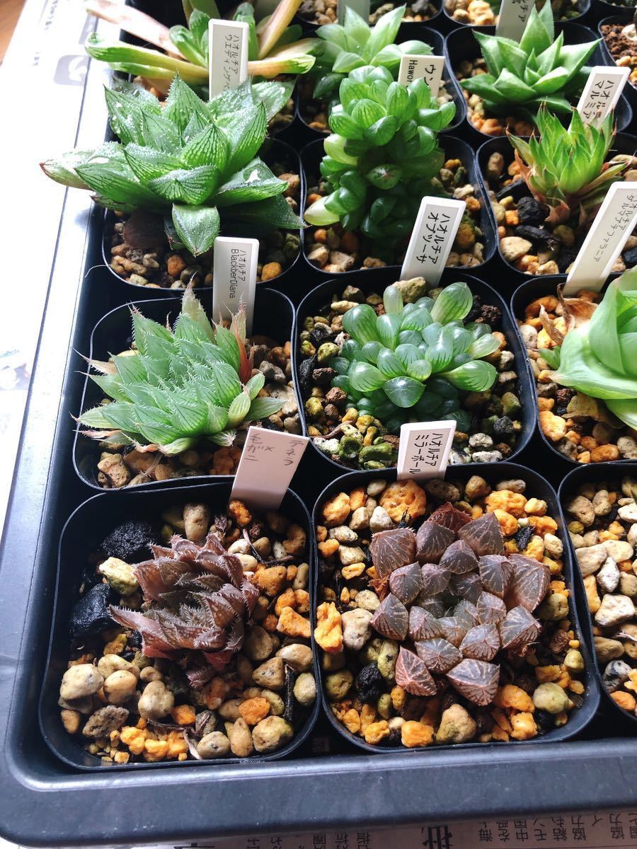ハオルチア 子株セット 24株 紫万象等(観葉植物)|売買された ハオルチア 子株セット 24株 紫万象等(観葉植物)|売買された