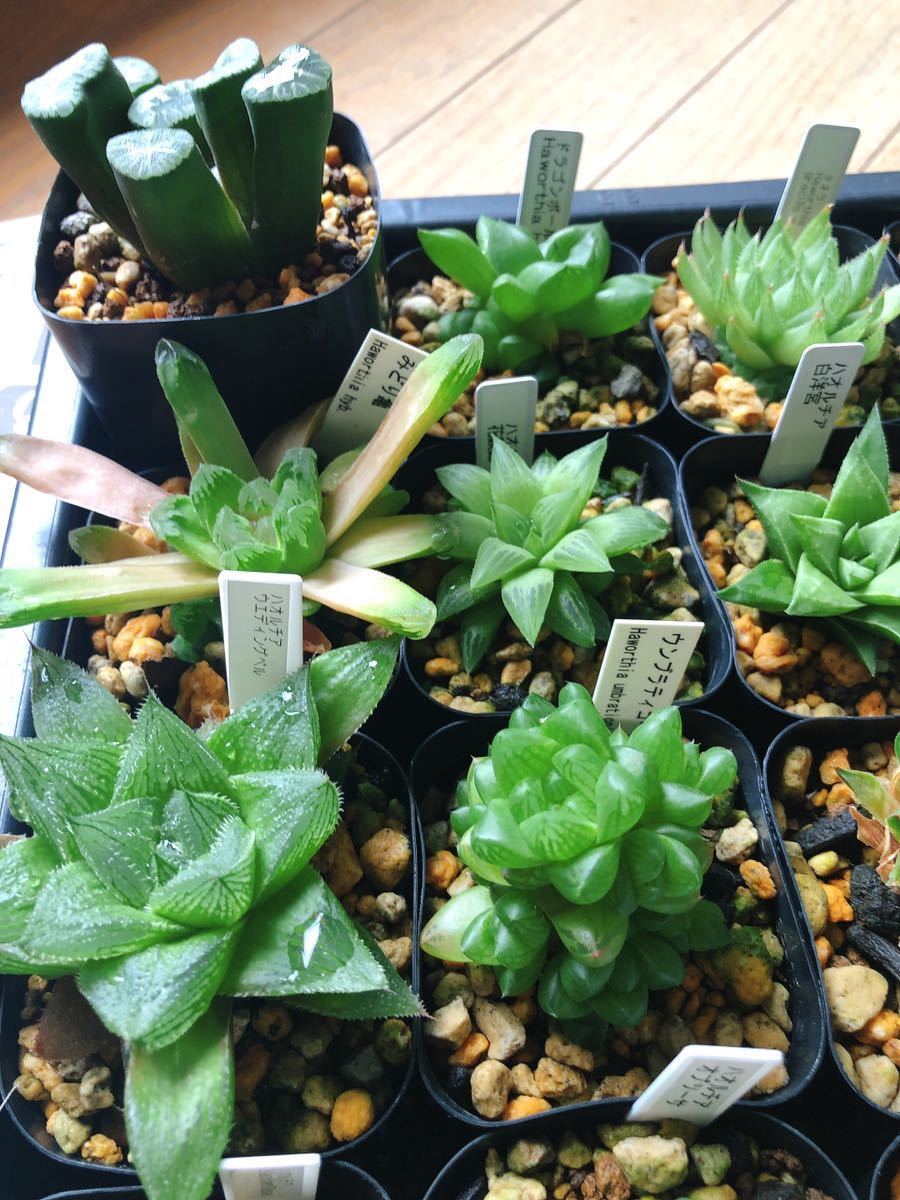 ハオルチア 子株セット 24株 紫万象等(観葉植物)|売買された ハオルチア 子株セット 24株 紫万象等(観葉植物)|売買された