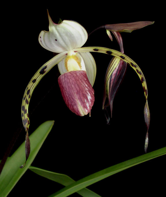 洋蘭 Paph.原種 THO-1962 Paph.stonei 台湾のsibling （Yang ji #2 X