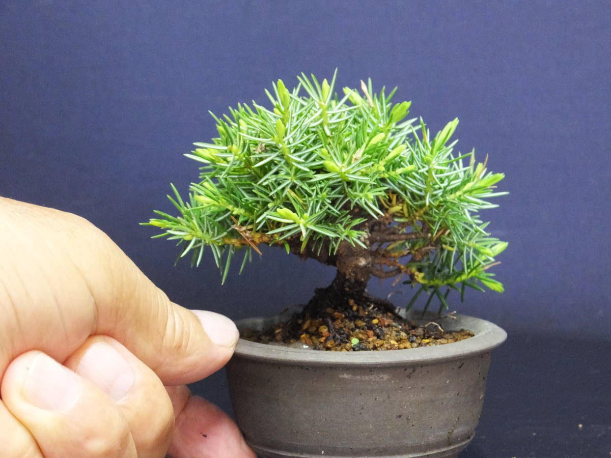 驚きの破格値，爆買い】 小品盆栽＞八つ房杜松＞