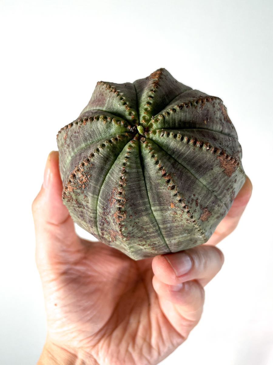 6 大球 オールド株 ユーフォルビア オベサ Euphorbia obesa ( サボテン